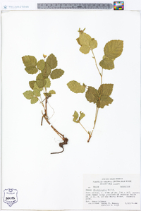 Rubus flagellaris image