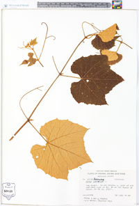 Vitis labrusca image