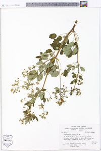 Thalictrum amphibolum image