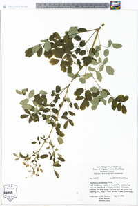 Thalictrum pubescens image