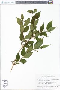 Diervilla lonicera image