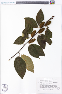 Betula alleghaniensis image