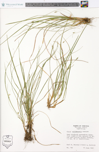 Carex willdenowii image