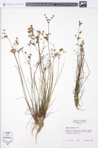 Juncus debilis image