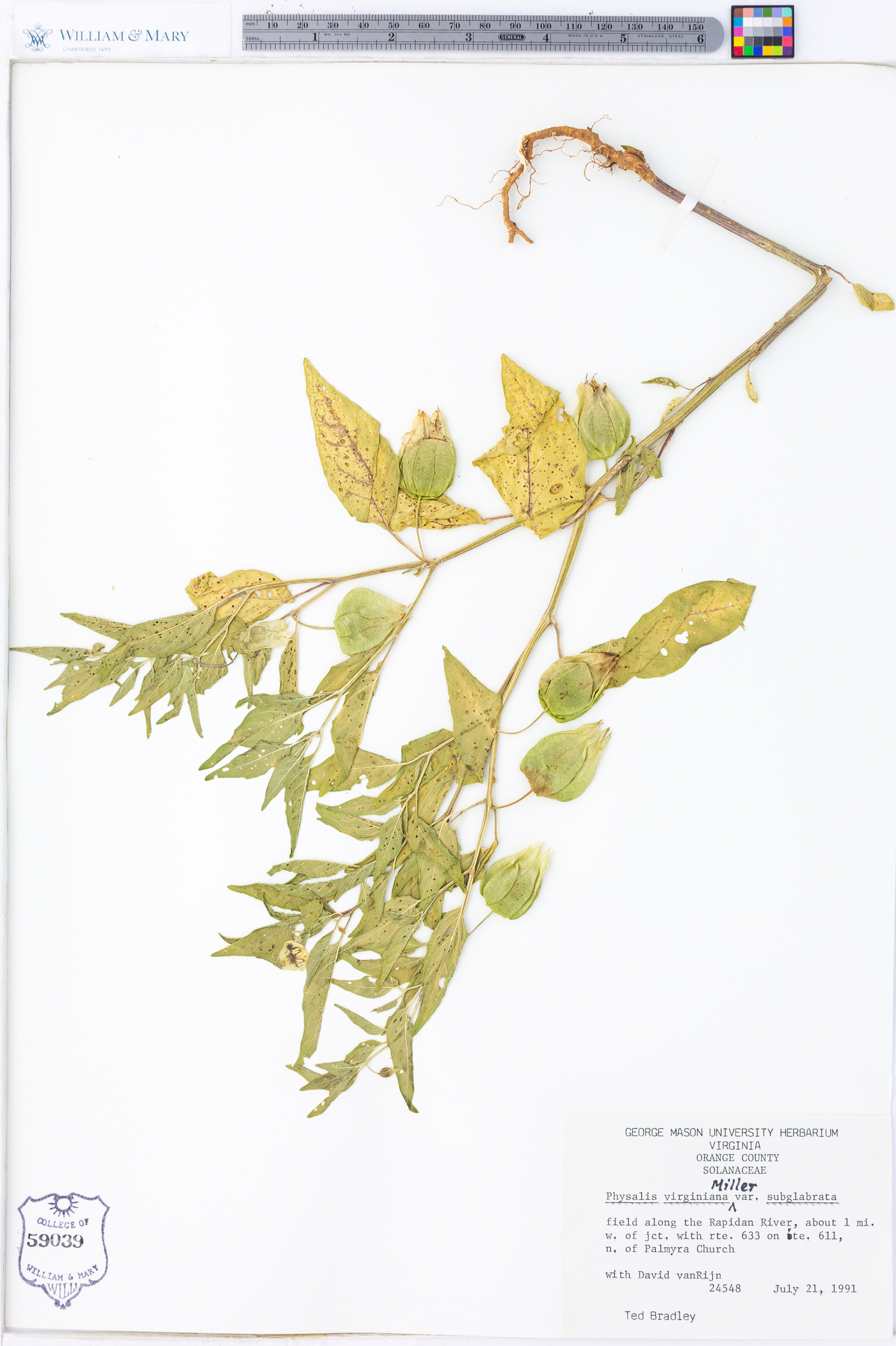 Physalis virginiana var. subglabrata image