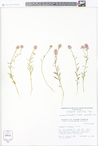 Polygala curtissii image