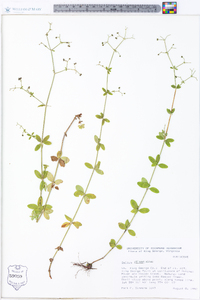 Galium pilosum image