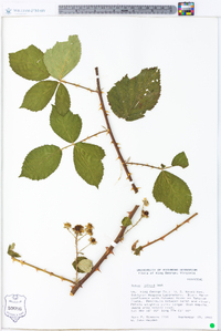 Rubus bifrons image