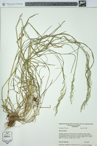 Poa trivialis image