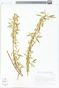 Salix babylonica image