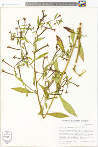 Ludwigia leptocarpa image