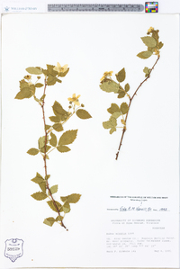 Rubus argutus image