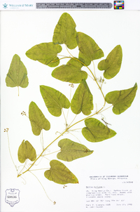 Smilax herbacea image