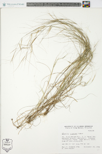 Aristida oligantha image