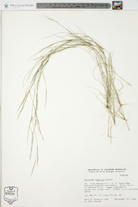 Aristida dichotoma image