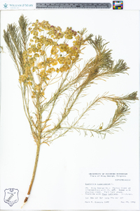 Euphorbia cyparissias image