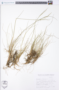 Deschampsia flexuosa image