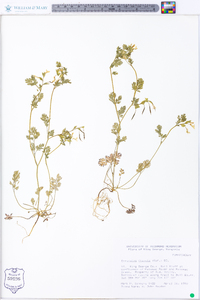 Corydalis flavula image