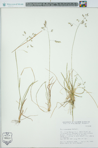 Poa cuspidata image