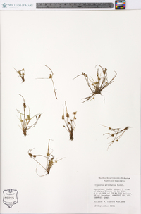 Cyperus squarrosus image