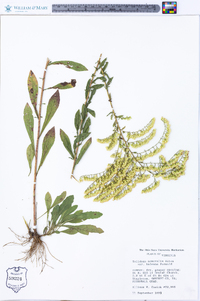 Solidago nemoralis var. haleana image