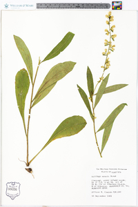 Solidago erecta image