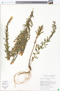 Lespedeza cuneata image