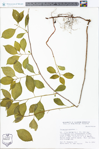 Celastrus scandens image