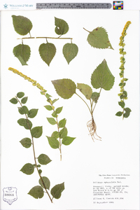 Solidago sphacelata image