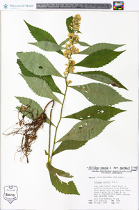 Solidago caesia var. curtisii image