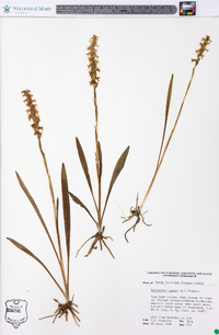 Spiranthes cernua image