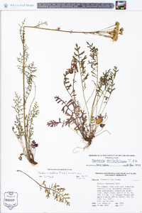 Packera millefolia image
