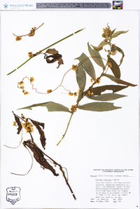 Cuscuta rostrata image