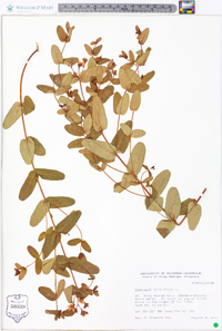 Hypericum virginicum image