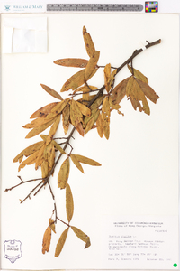 Quercus phellos image