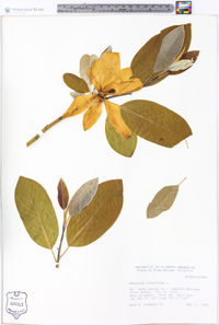 Magnolia virginiana image