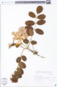 Robinia hispida image