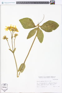 Arnica acaulis image