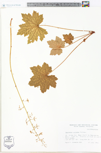 Heuchera villosa image