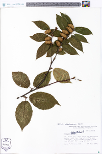 Betula lutea image