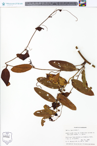 Smilax laurifolia image