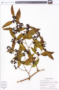 Smilax smallii image