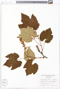 Vitis aestivalis var. aestivalis image