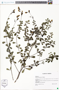 Baptisia tinctoria image