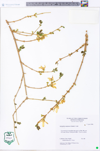 Forsythia suspensa image