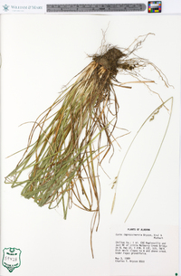 Carex impressinervia image