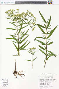 Eupatorium hyssopifolium image