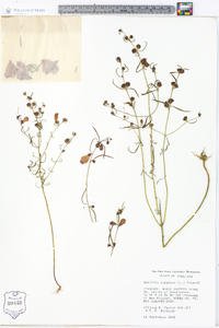 Agalinis purpurea image