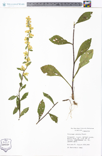 Solidago erecta image