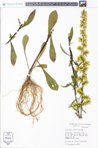 Solidago erecta image